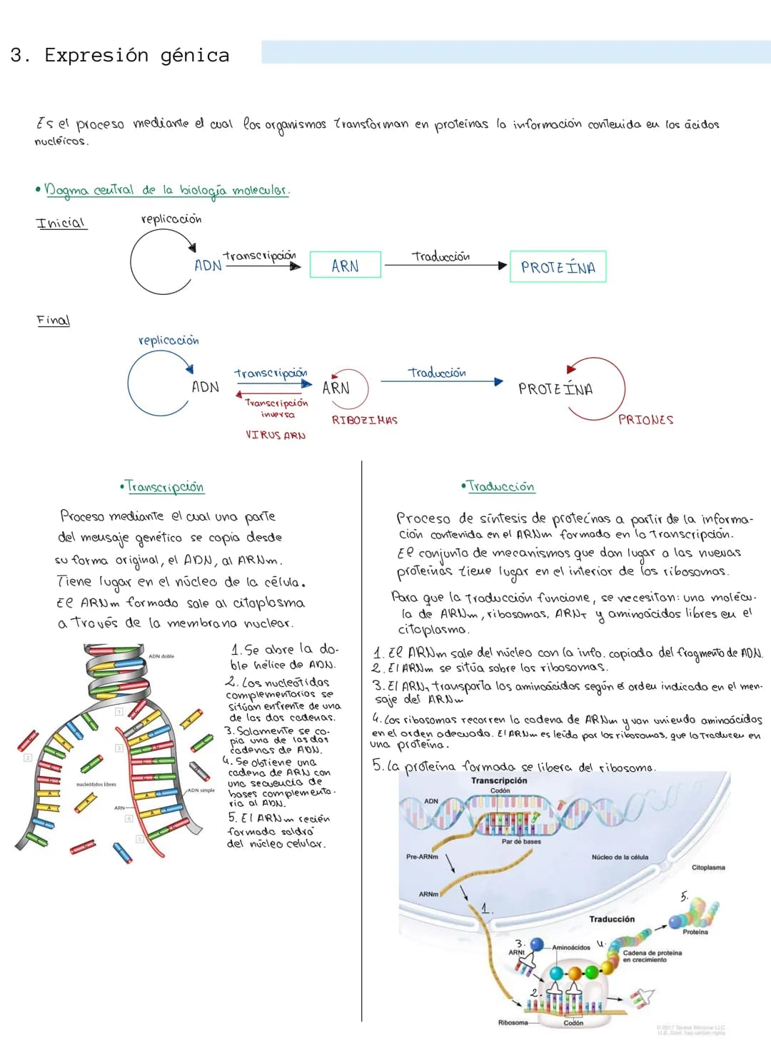 
<p>Los ácidos nucleicos son macromoléculas formadas por la unión de nucleótidos, que son moléculas más sencillas. Los nucleótidos están com