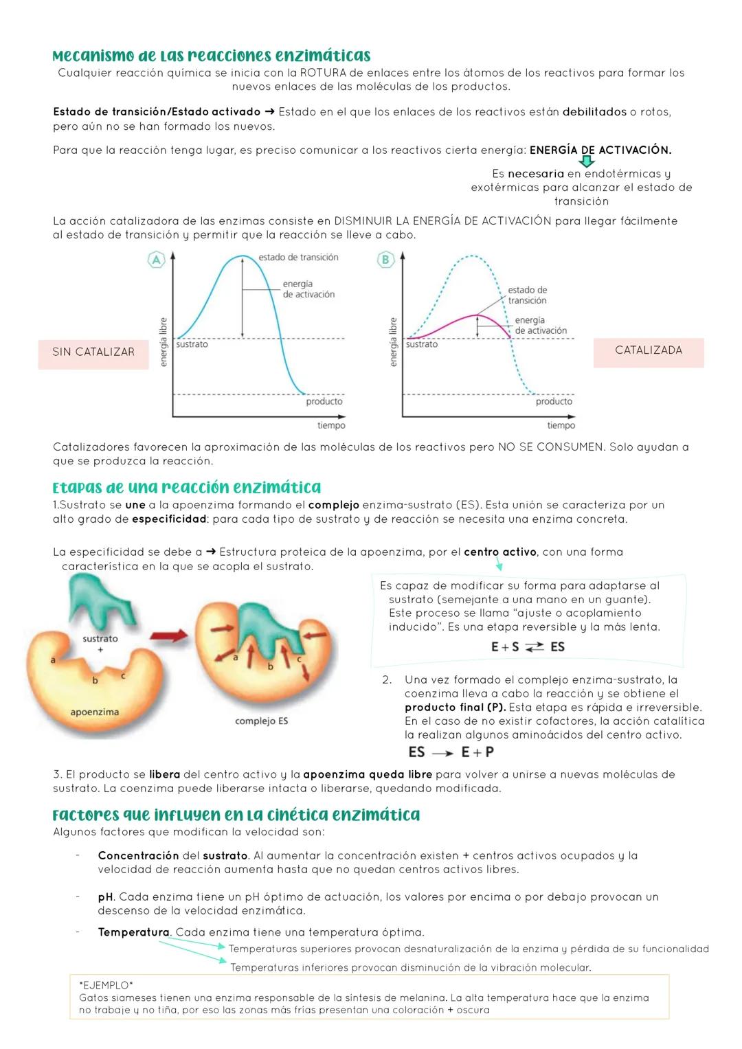 # BIOLOGÍA 2º EXAMEN 2ª EVALUACIÓN

ΤΕΜΑ 11. ENZIMAS Y CATABOLISMO

## 1. El metabolismo

Metabolismo Conjunto de reacciones químicas que pe