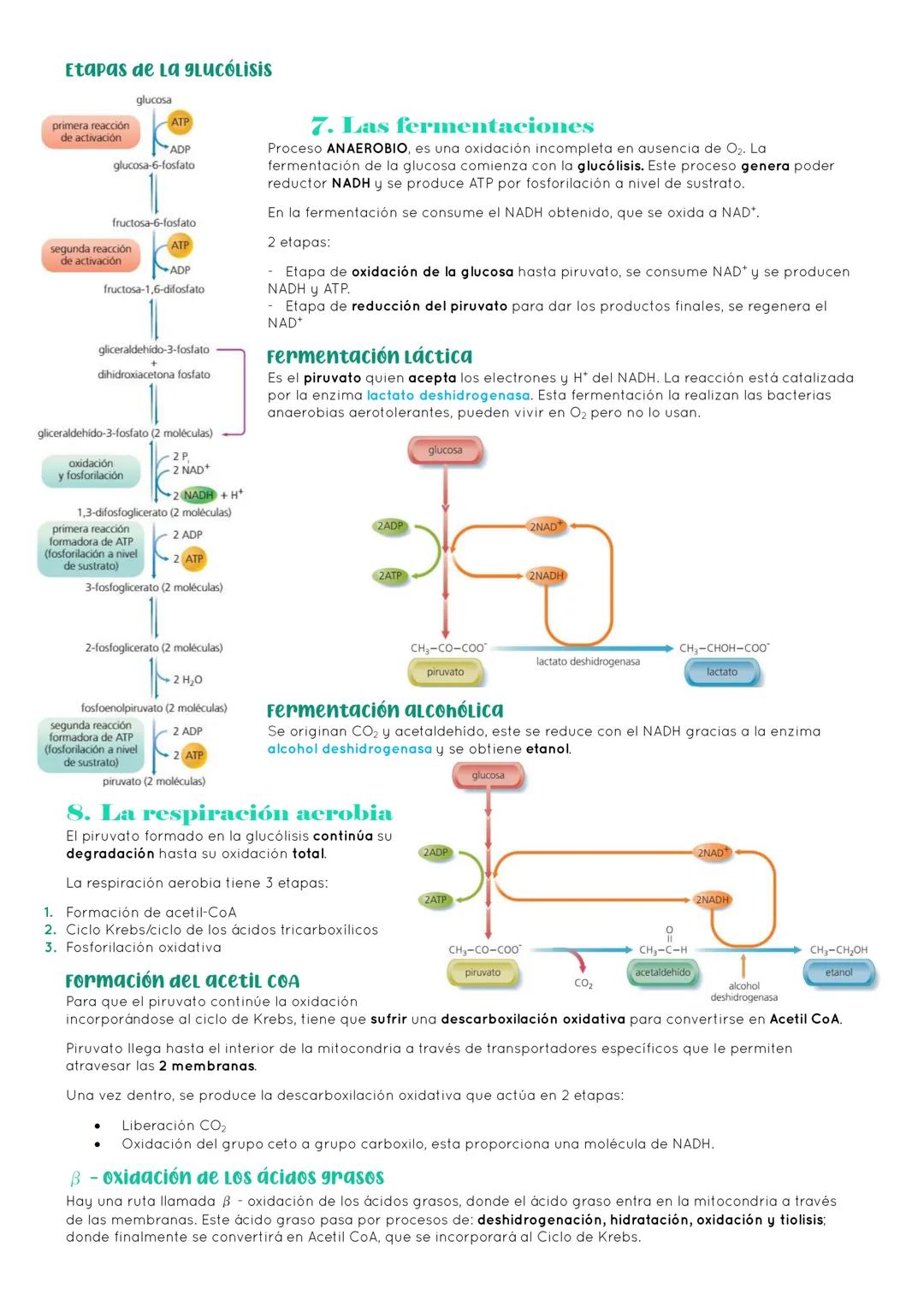 # BIOLOGÍA 2º EXAMEN 2ª EVALUACIÓN

ΤΕΜΑ 11. ENZIMAS Y CATABOLISMO

## 1. El metabolismo

Metabolismo Conjunto de reacciones químicas que pe
