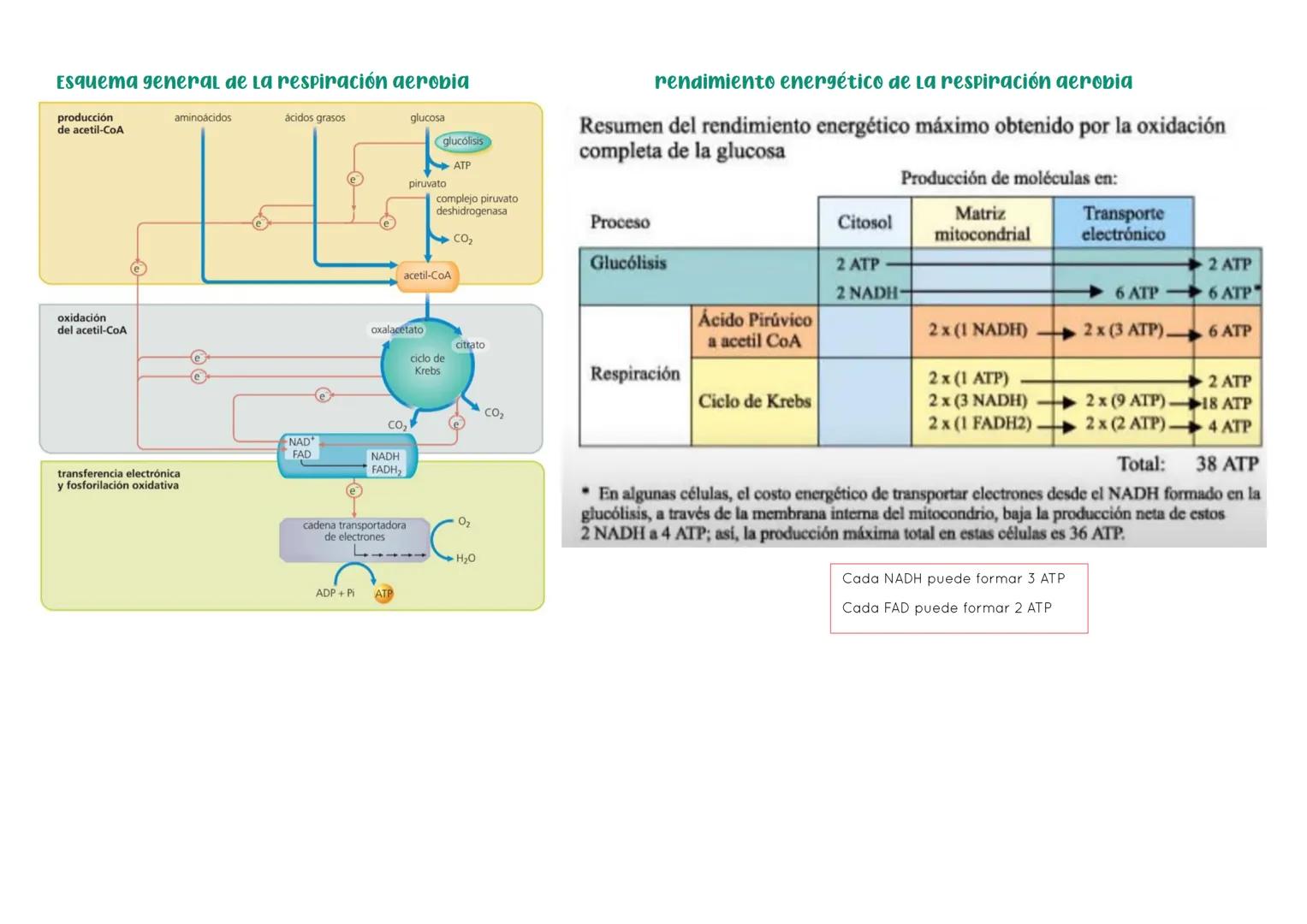 # BIOLOGÍA 2º EXAMEN 2ª EVALUACIÓN

ΤΕΜΑ 11. ENZIMAS Y CATABOLISMO

## 1. El metabolismo

Metabolismo Conjunto de reacciones químicas que pe