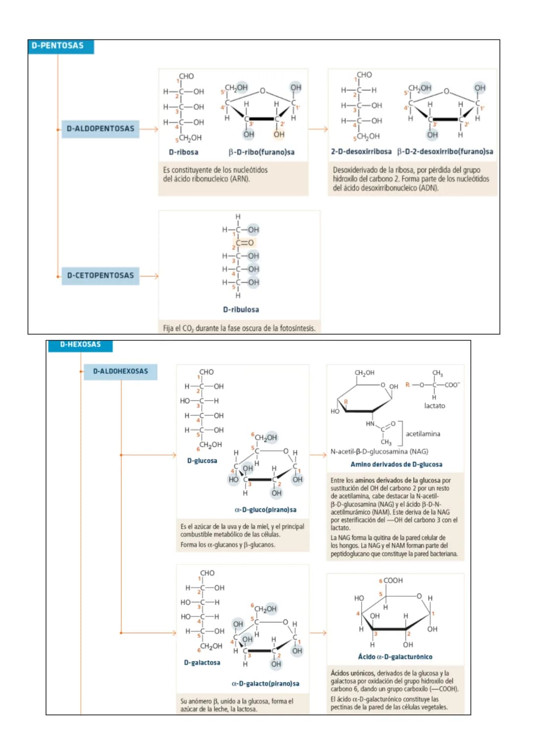 
<h2 id="losenlacesqumicosenbiologa">Los Enlaces Químicos en Biología</h2>
<h3 id="enlacesintramoleculares">Enlaces Intramoleculares</h3>
<p