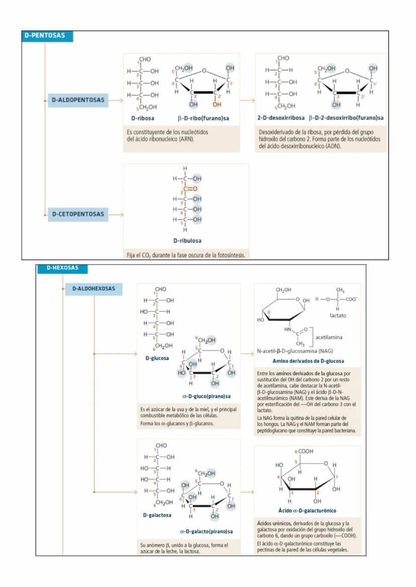 
<h2 id="losenlacesqumicosenbiologa">Los Enlaces Químicos en Biología</h2>
<h3 id="enlacesintramoleculares">Enlaces Intramoleculares</h3>
<p