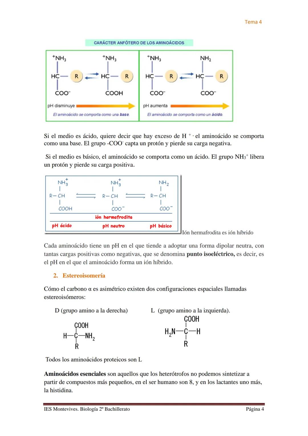 Tema 4

# TEMA 4 LAS PROTEÍNAS. ENZIMAS. VITAMINAS

## A. PROTEÍNAS

### I. Características Generales

✔ Son las biomoléculas más abundantes