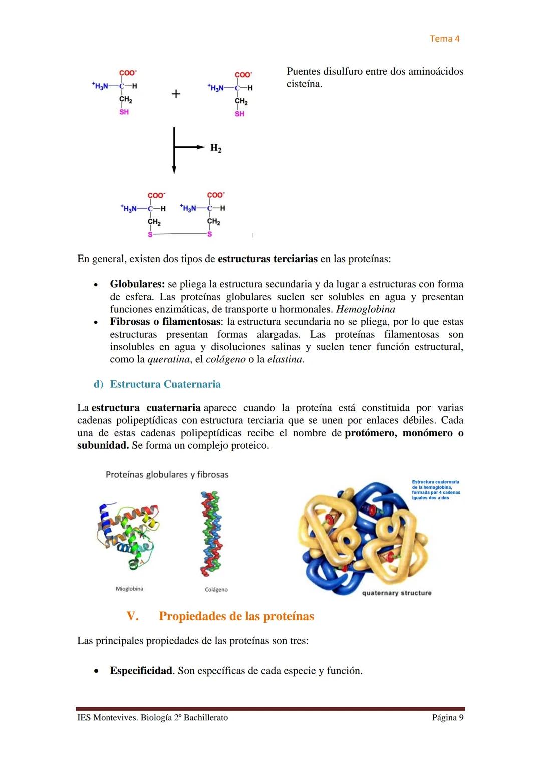 Tema 4

# TEMA 4 LAS PROTEÍNAS. ENZIMAS. VITAMINAS

## A. PROTEÍNAS

### I. Características Generales

✔ Son las biomoléculas más abundantes