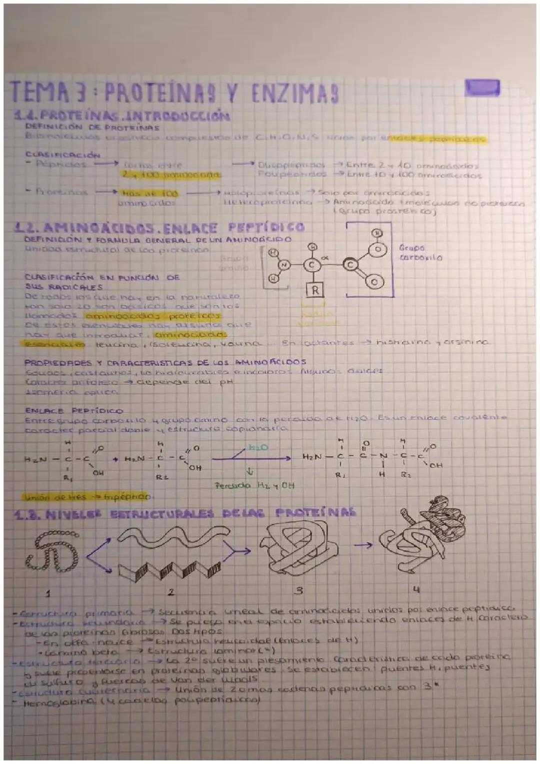 Proteínas y Enzimas: Temario EBAU Explicado
