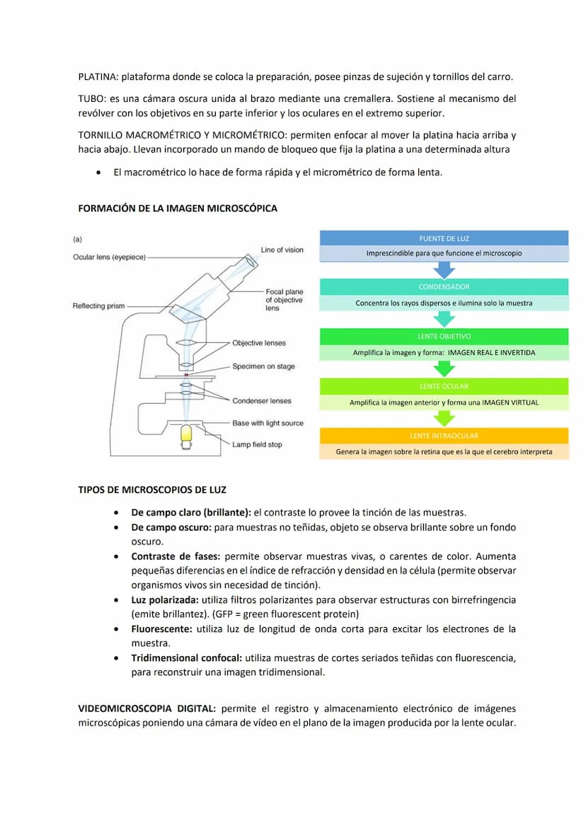 Tema 3 OBSERVACIÓN MICROSCÓPICA
CONTENIDOS
- El microscopio
- Técnicas para la observación microscópica
- Tipos de tinciones
Principios de ó