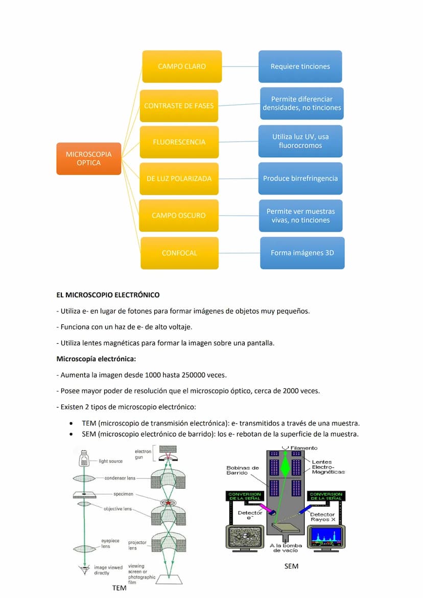 Tema 3 OBSERVACIÓN MICROSCÓPICA
CONTENIDOS
- El microscopio
- Técnicas para la observación microscópica
- Tipos de tinciones
Principios de ó