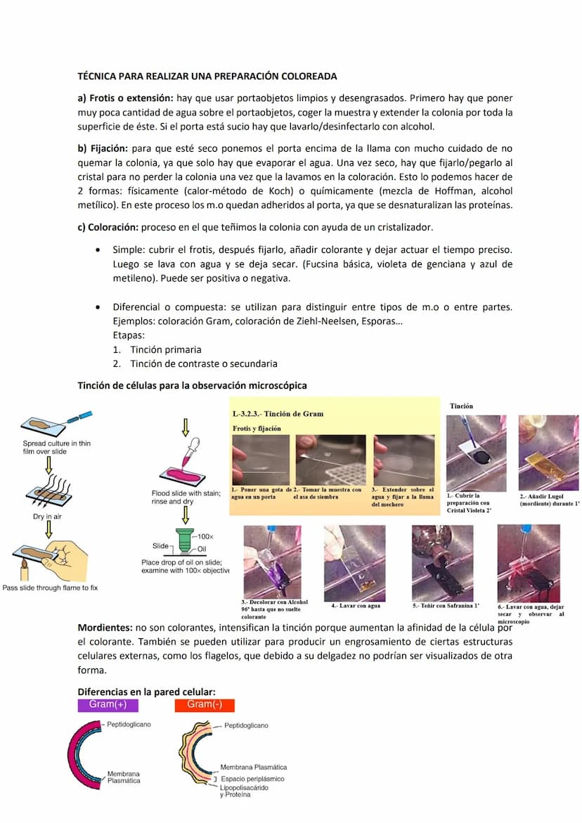 Tema 3 OBSERVACIÓN MICROSCÓPICA
CONTENIDOS
- El microscopio
- Técnicas para la observación microscópica
- Tipos de tinciones
Principios de ó