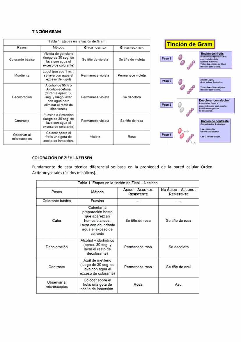 Tema 3 OBSERVACIÓN MICROSCÓPICA
CONTENIDOS
- El microscopio
- Técnicas para la observación microscópica
- Tipos de tinciones
Principios de ó
