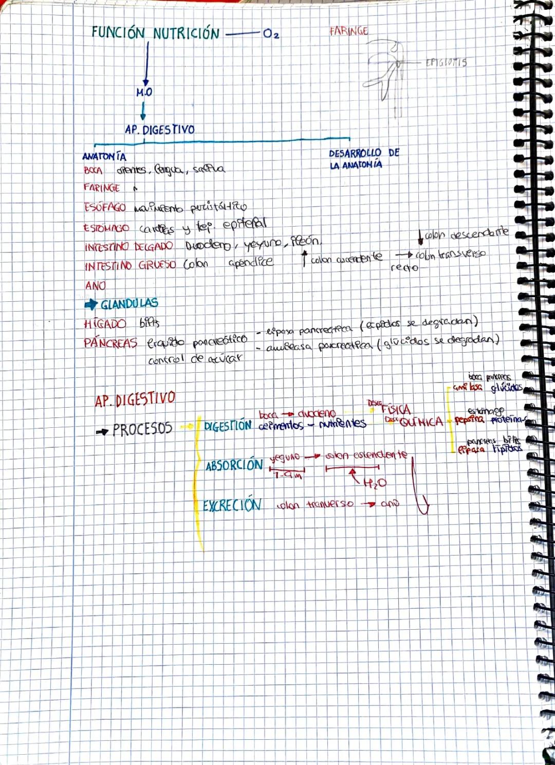 Función de Nutrición: Esquema, Ejemplos y Órganos que Intervienen