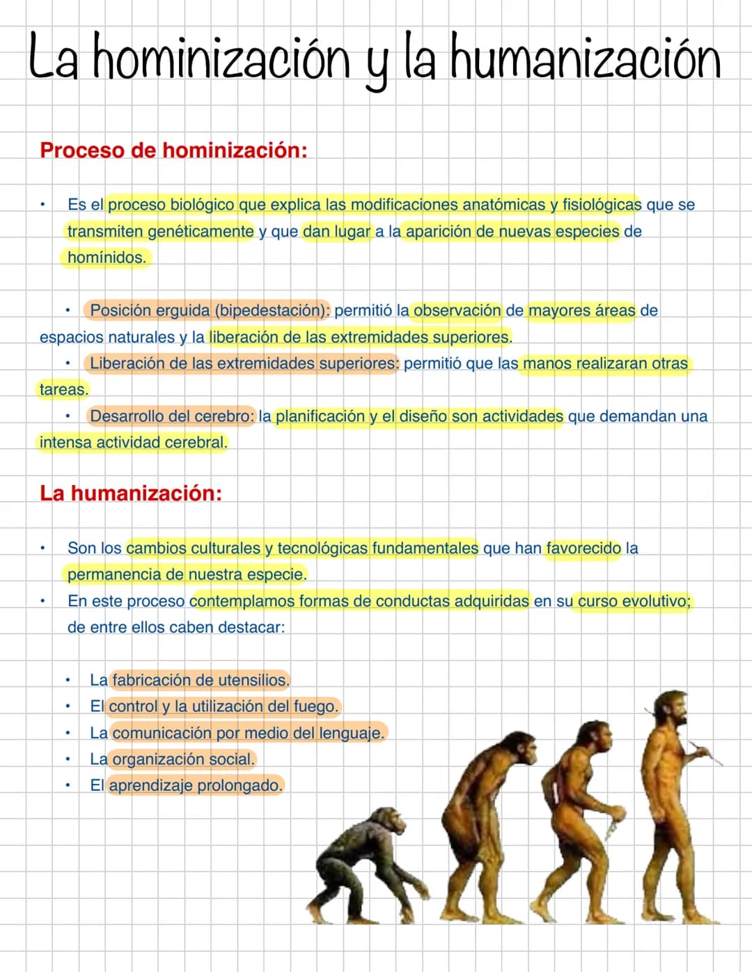 La hominización y la humanización
Proceso de hominización:
●
Es el proceso biológico que explica las modificaciones anatómicas y fisiológica