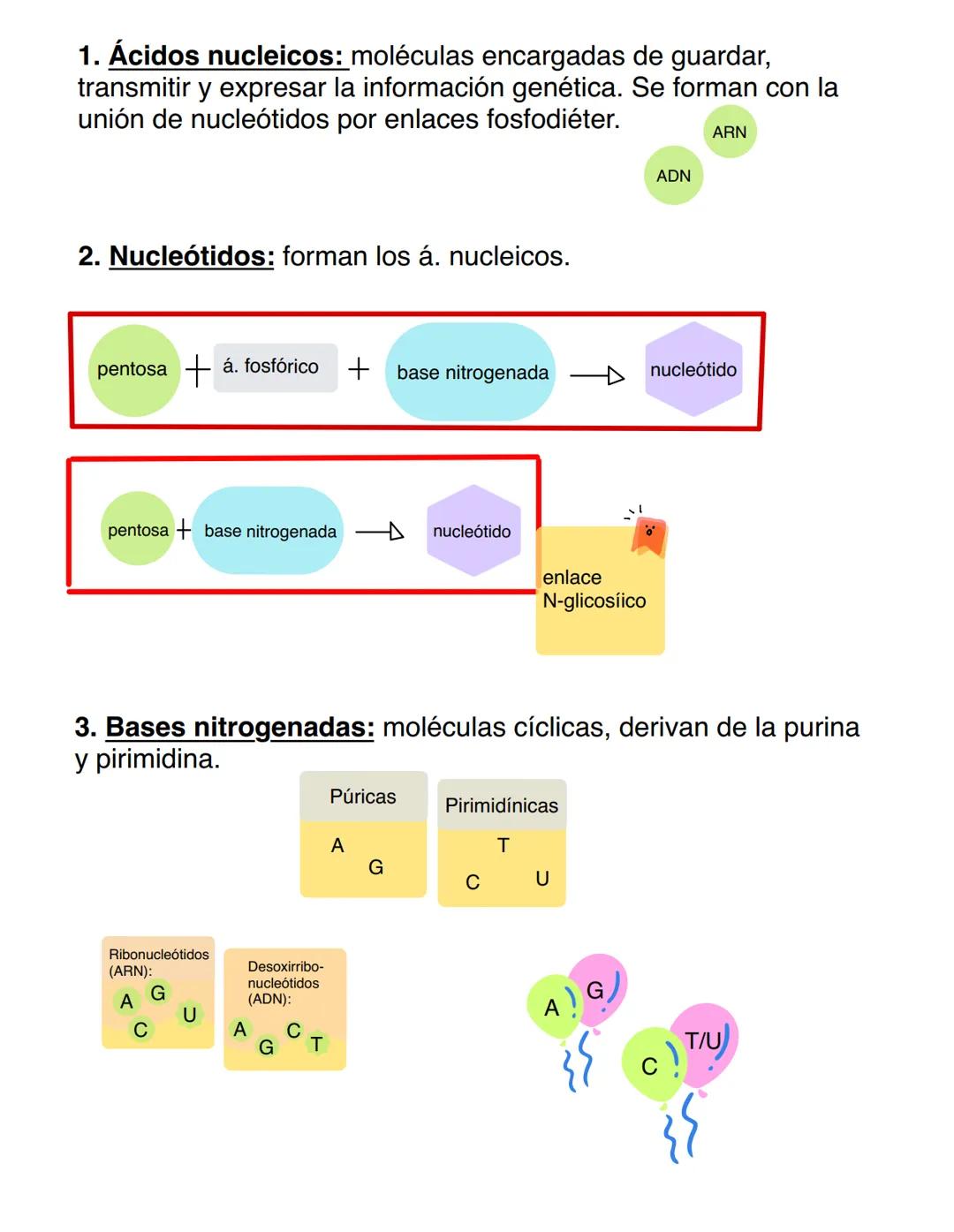 6
Ácidos nucleicos. 1. Ácidos nucleicos: moléculas encargadas de guardar,
transmitir y expresar la información genética. Se forman con la
un