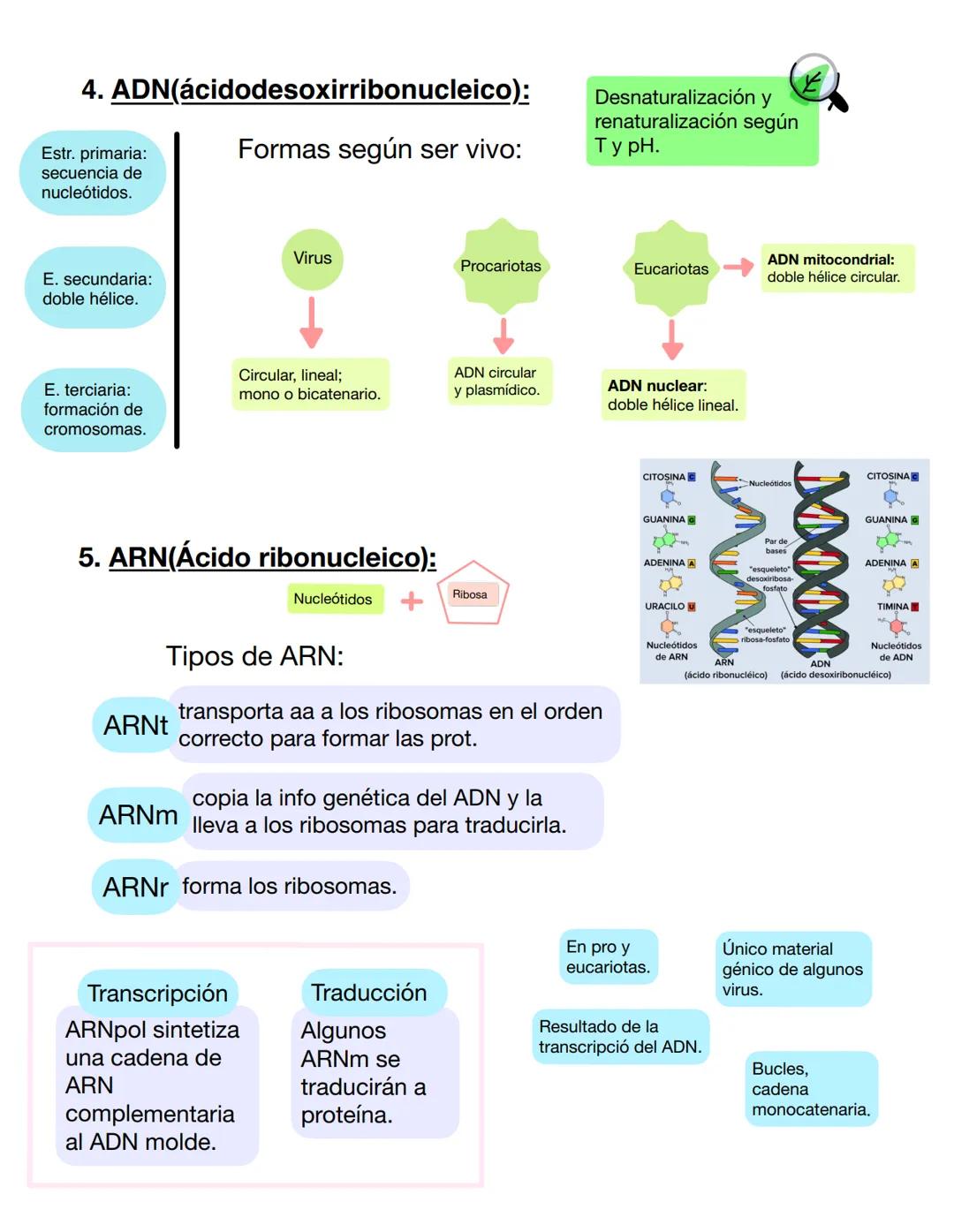 6
Ácidos nucleicos. 1. Ácidos nucleicos: moléculas encargadas de guardar,
transmitir y expresar la información genética. Se forman con la
un