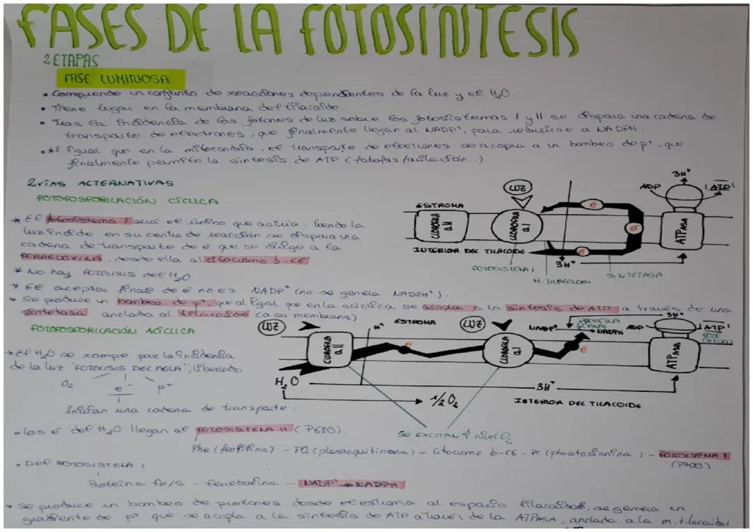 Etapas de la Fotosíntesis: Fase Luminosa y Oscura