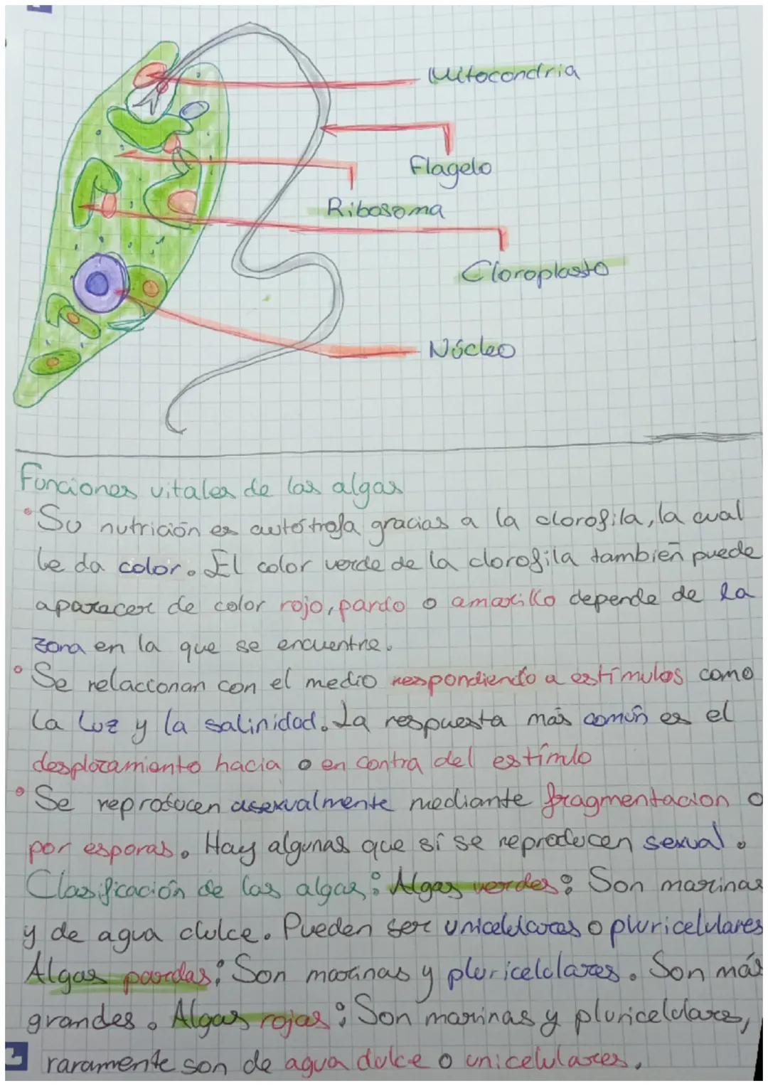 Recuperación Biologia Tema 4 (3 puntos)
1. El reino moneras
reino moneras tiene
organismos
unicelulares
sencillos como bacterias y algas cia