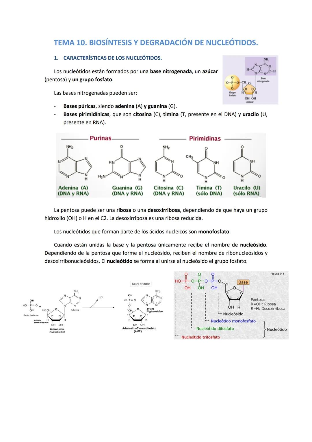 Metabolismo de Acidos nucleicos (ADN Y ARN)
