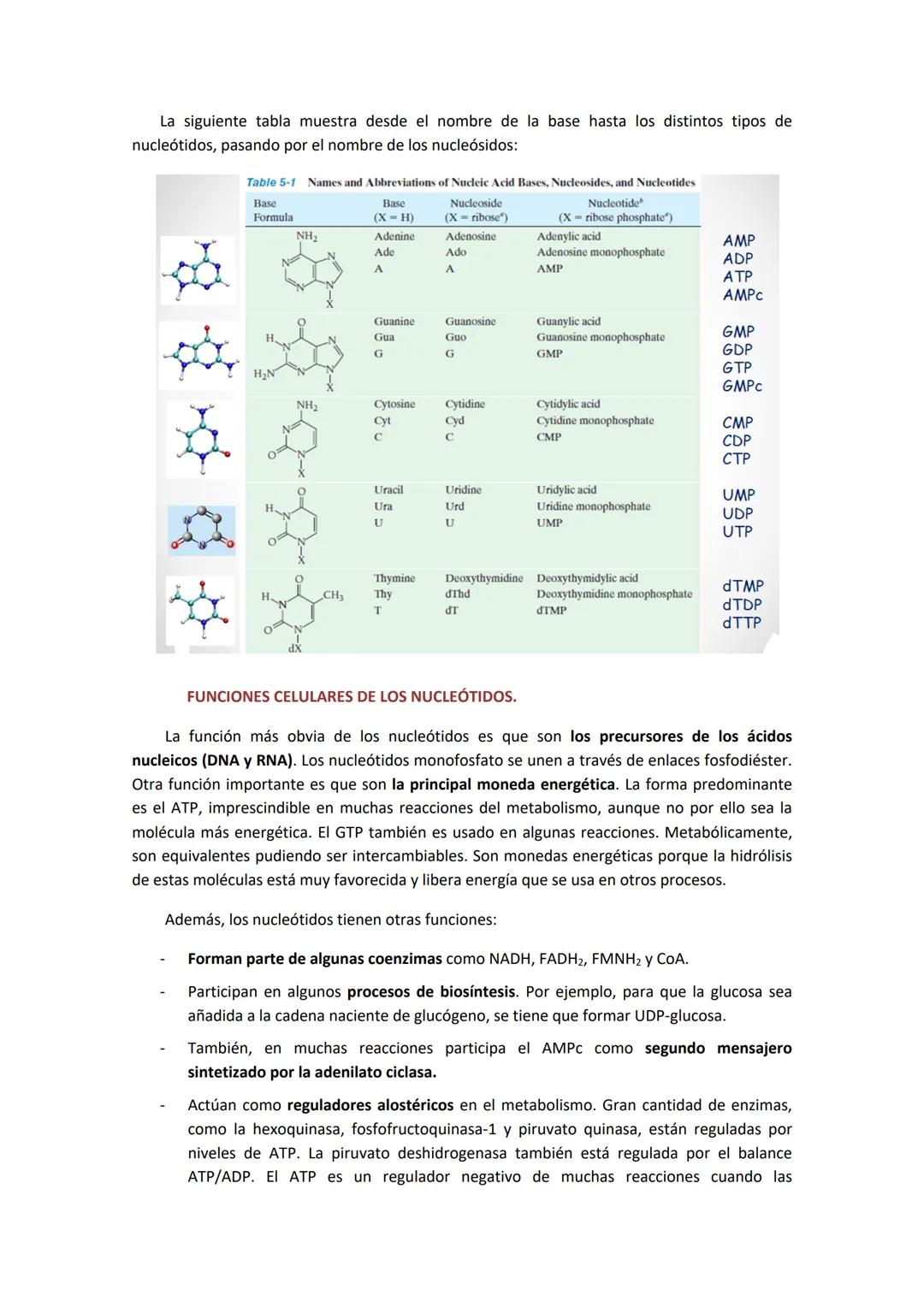 # TEMA 10. BIOSÍNTESIS Y DEGRADACIÓN DE NUCLEÓTIDOS.

1. CARACTERÍSTICAS DE LOS NUCLEÓTIDOS.

Los nucleótidos están formados por una base ni