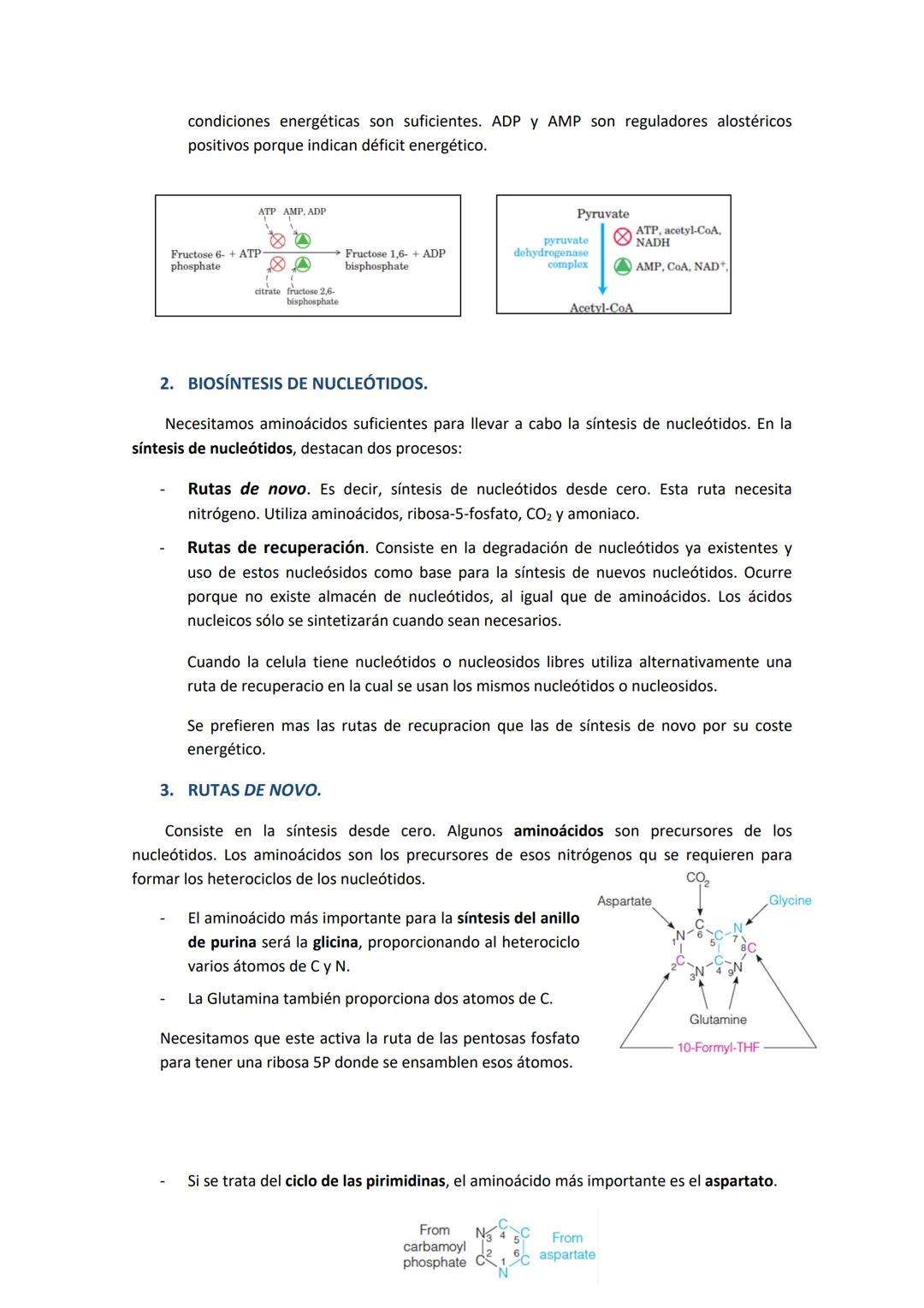 # TEMA 10. BIOSÍNTESIS Y DEGRADACIÓN DE NUCLEÓTIDOS.

1. CARACTERÍSTICAS DE LOS NUCLEÓTIDOS.

Los nucleótidos están formados por una base ni