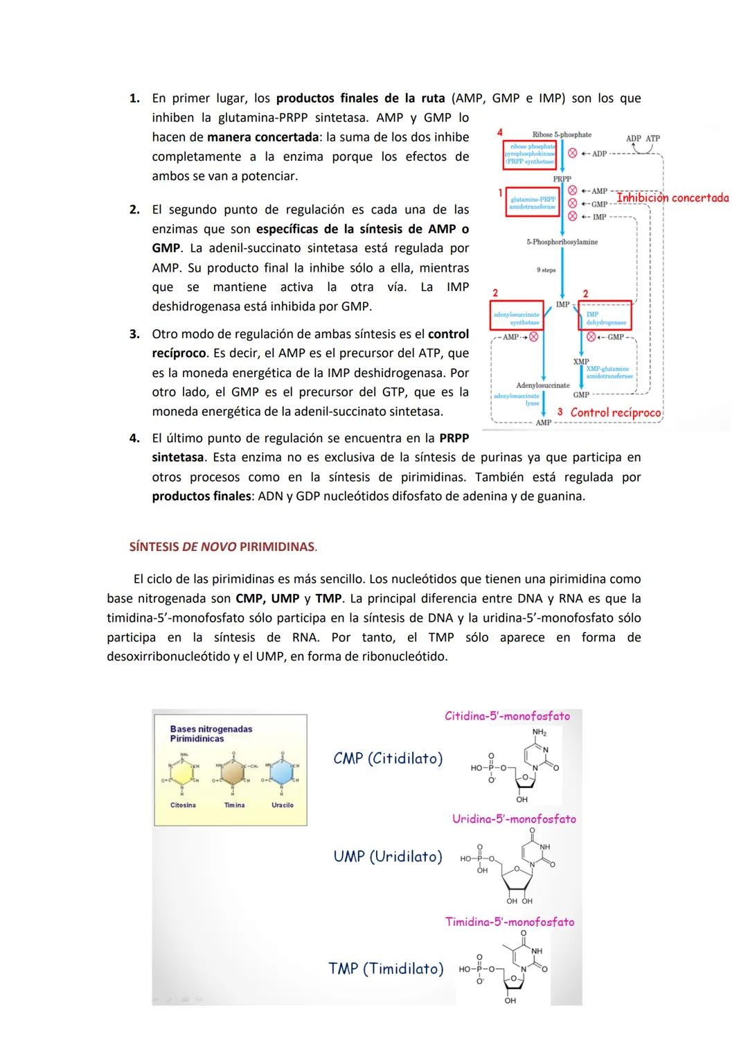 # TEMA 10. BIOSÍNTESIS Y DEGRADACIÓN DE NUCLEÓTIDOS.

1. CARACTERÍSTICAS DE LOS NUCLEÓTIDOS.

Los nucleótidos están formados por una base ni