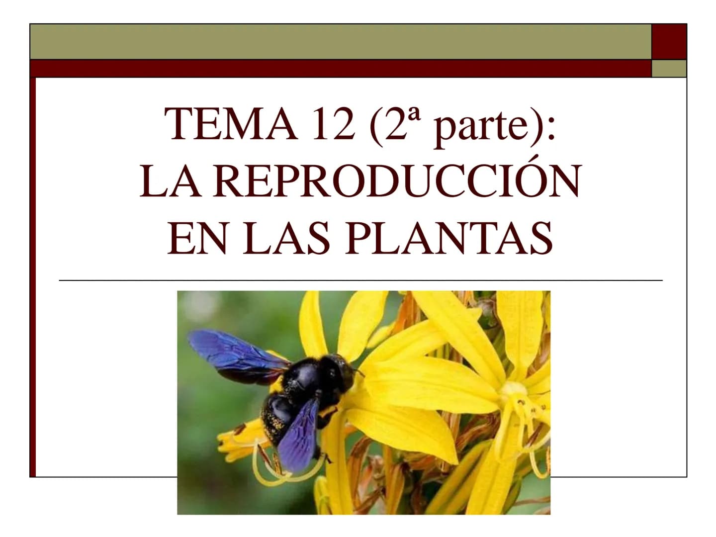 TEMA 12 (2ª parte):
LA REPRODUCCIÓN
EN LAS PLANTAS Tipos de reproducción en las plantas
□ Reproducción asexual:
■ Los individuos se forman a