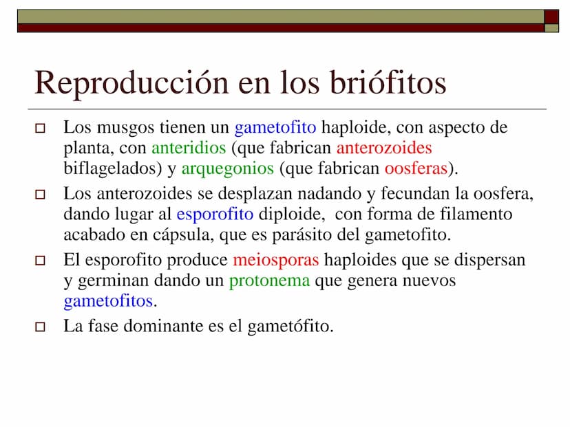 TEMA 12 (2ª parte):
LA REPRODUCCIÓN
EN LAS PLANTAS Tipos de reproducción en las plantas
□ Reproducción asexual:
■ Los individuos se forman a