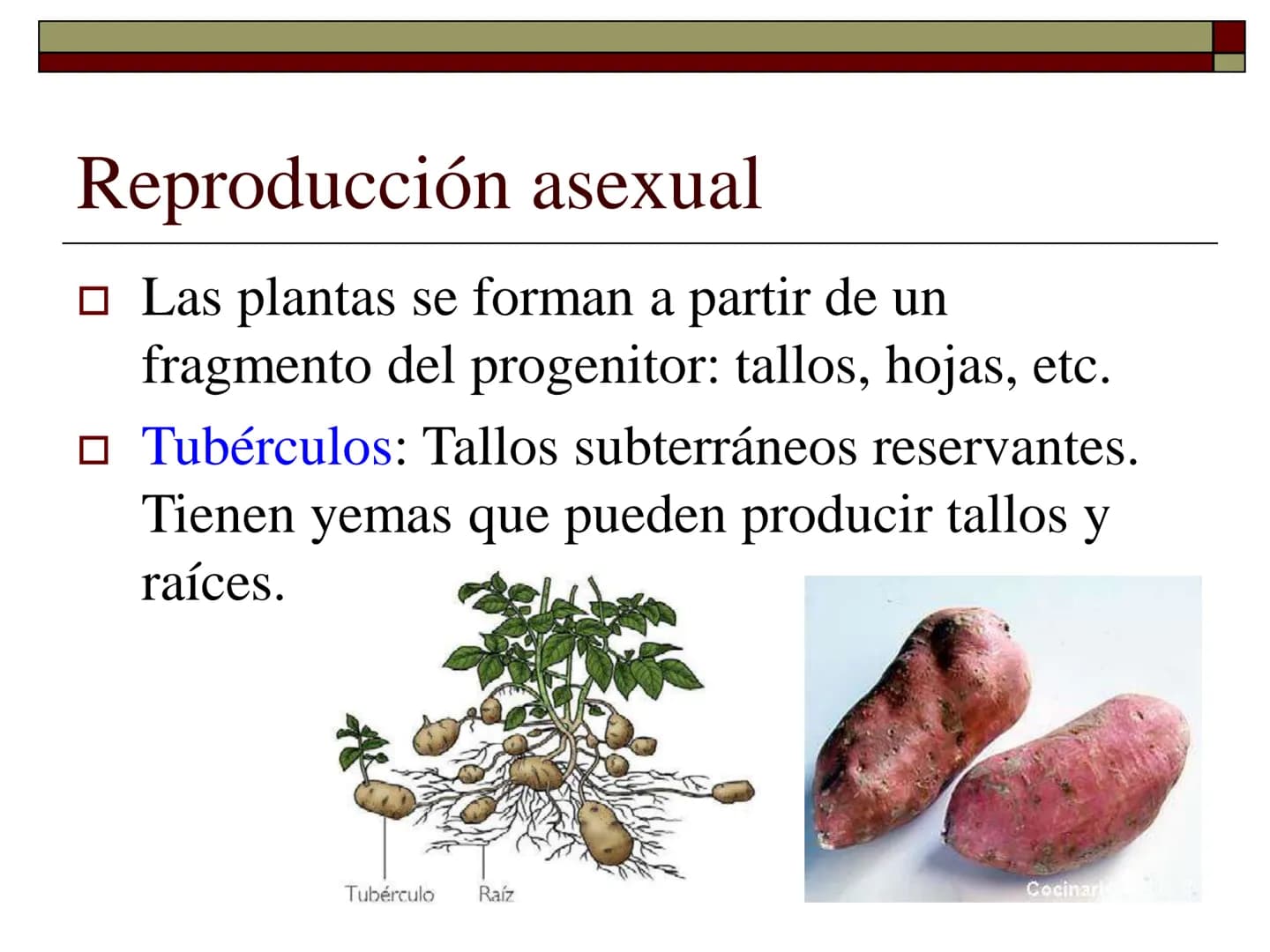TEMA 12 (2ª parte):
LA REPRODUCCIÓN
EN LAS PLANTAS Tipos de reproducción en las plantas
□ Reproducción asexual:
■ Los individuos se forman a