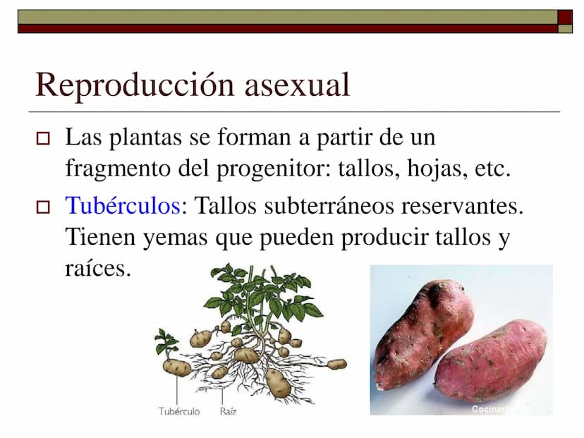 TEMA 12 (2ª parte):
LA REPRODUCCIÓN
EN LAS PLANTAS Tipos de reproducción en las plantas
□ Reproducción asexual:
■ Los individuos se forman a