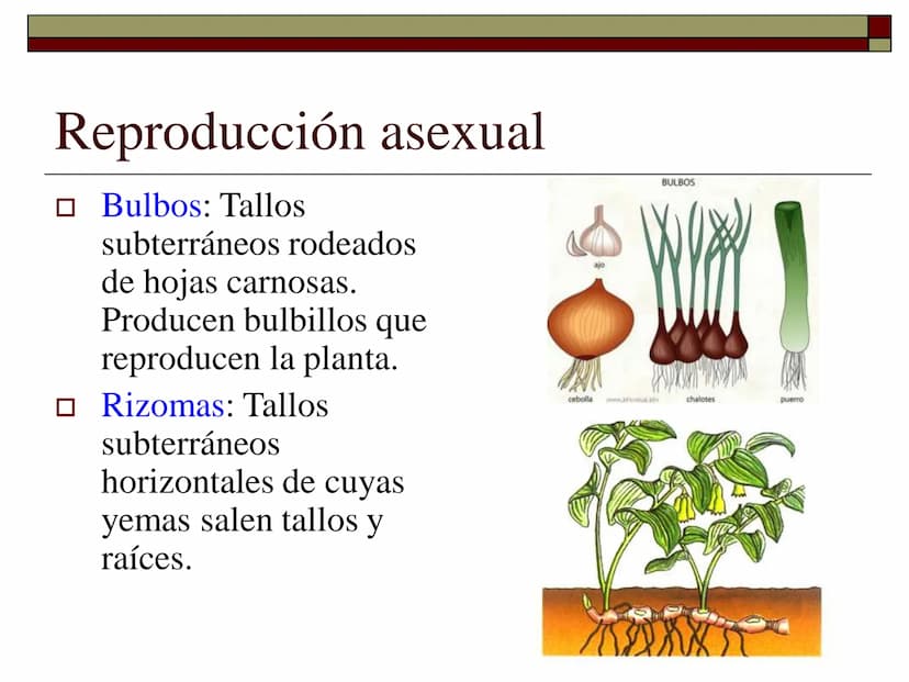 TEMA 12 (2ª parte):
LA REPRODUCCIÓN
EN LAS PLANTAS Tipos de reproducción en las plantas
□ Reproducción asexual:
■ Los individuos se forman a