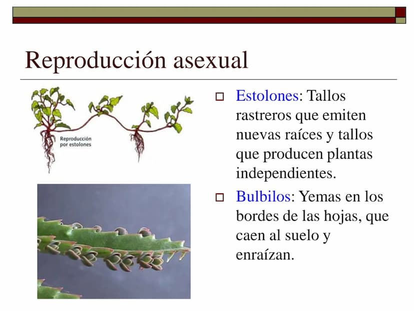 TEMA 12 (2ª parte):
LA REPRODUCCIÓN
EN LAS PLANTAS Tipos de reproducción en las plantas
□ Reproducción asexual:
■ Los individuos se forman a