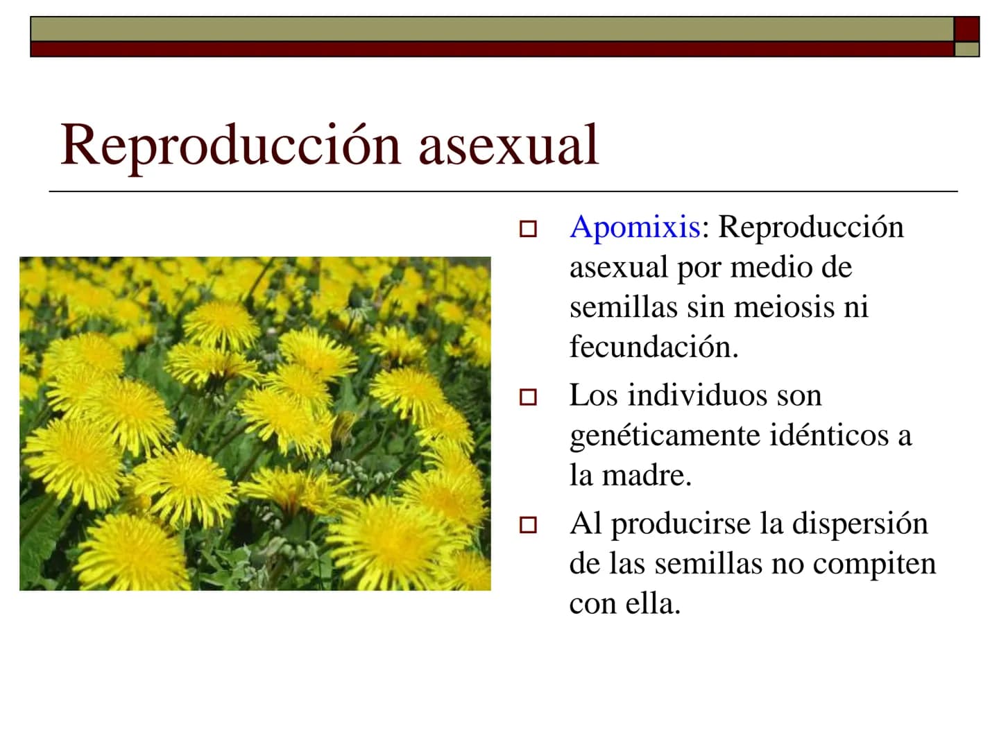 TEMA 12 (2ª parte):
LA REPRODUCCIÓN
EN LAS PLANTAS Tipos de reproducción en las plantas
□ Reproducción asexual:
■ Los individuos se forman a