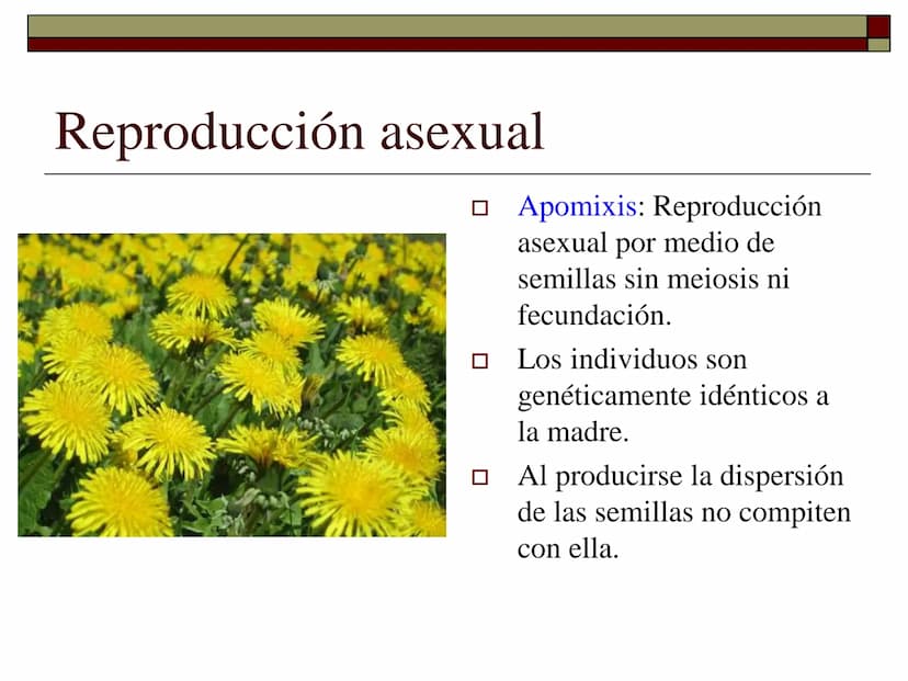 TEMA 12 (2ª parte):
LA REPRODUCCIÓN
EN LAS PLANTAS Tipos de reproducción en las plantas
□ Reproducción asexual:
■ Los individuos se forman a