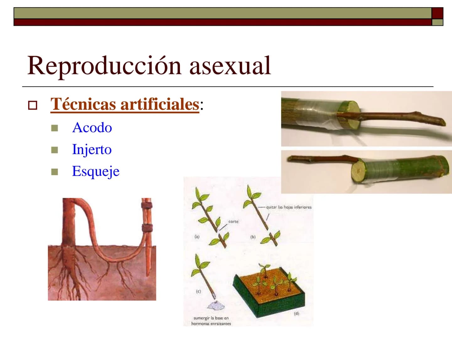 TEMA 12 (2ª parte):
LA REPRODUCCIÓN
EN LAS PLANTAS Tipos de reproducción en las plantas
□ Reproducción asexual:
■ Los individuos se forman a