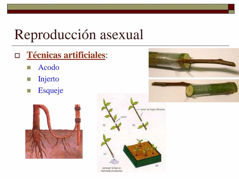 TEMA 12 (2ª parte):
LA REPRODUCCIÓN
EN LAS PLANTAS Tipos de reproducción en las plantas
□ Reproducción asexual:
■ Los individuos se forman a