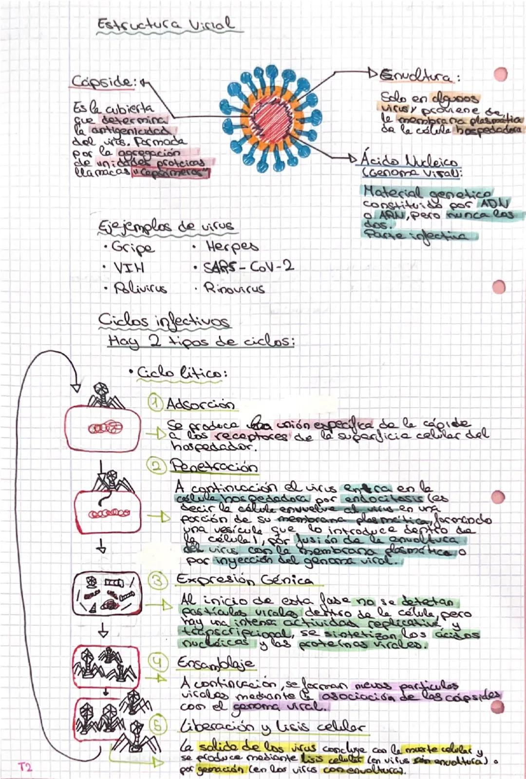 # Tema 2 los microorganismes y formas acababes

1. Microbiología y microorganismos

Organismos celulares

Procariotas Eucariotos
Bacterias A
