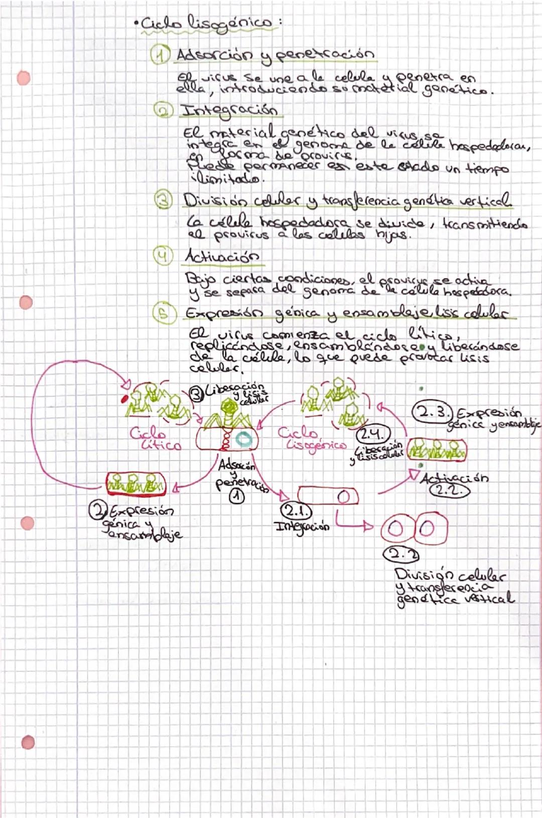 # Tema 2 los microorganismes y formas acababes

1. Microbiología y microorganismos

Organismos celulares

Procariotas Eucariotos
Bacterias A