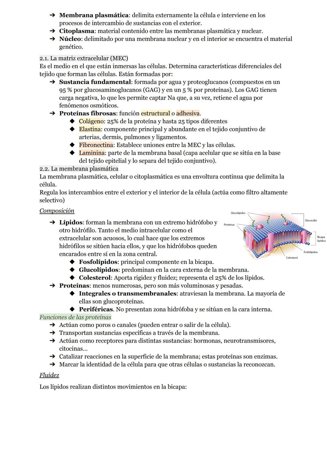 # O.I RESUMEN TEMAS I AL 5

# LA ORGANIZACIÓN DEL CUERPO HUMANO

1. Organización del cuerpo humano
1.1. Niveles atómico, molecular, celular 