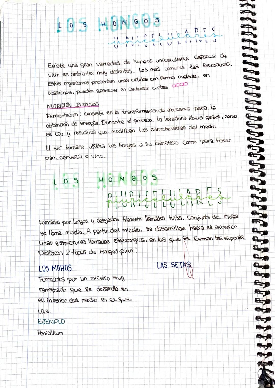 • Unicelulares o pluricelulares.
Celulas con nucleo, eucariotas.
Nutricion heterotrofa.
Paned celular de quitina.
Parasitos
.
2
JANCA
LOS ho