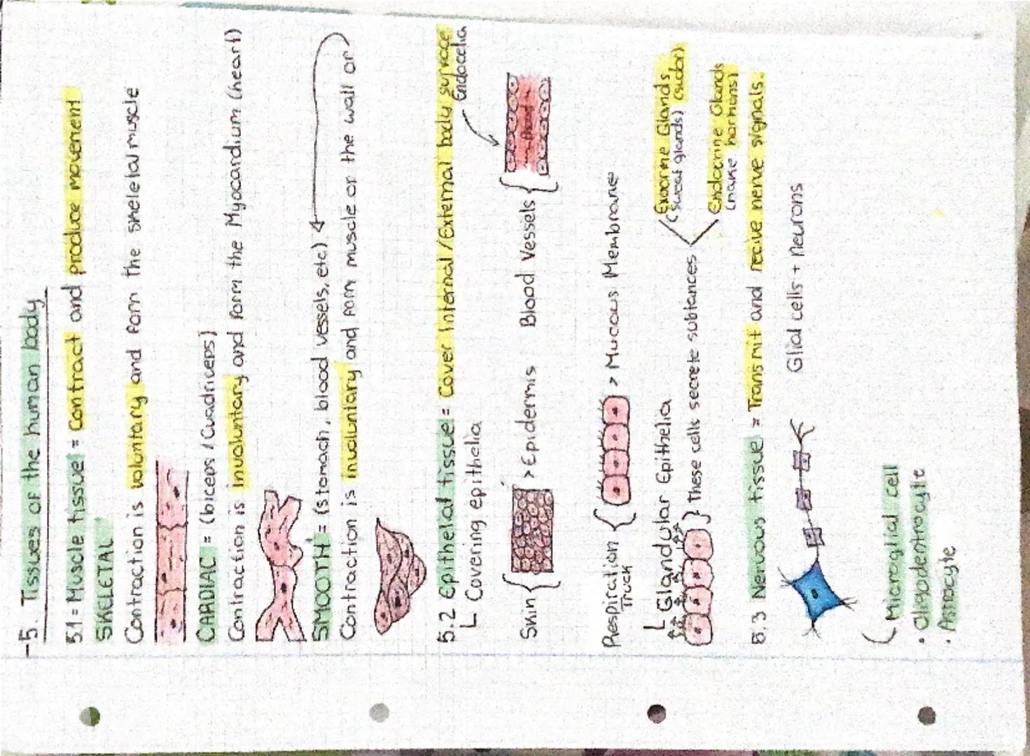 Biology Revew
-1 Levels or Organisation
Atom
•Consist of the atoms.
of the chemical elements.
that make up living.
things.
Oxigen atom
Tissu