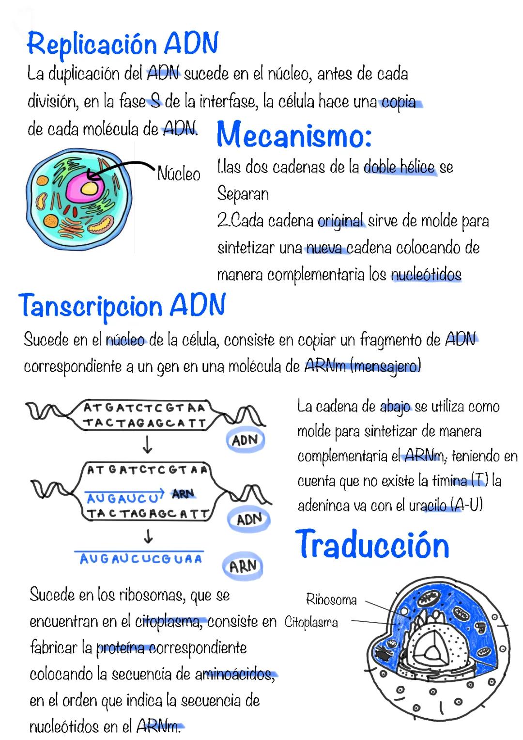 ¡Explora el ADN: La Replicación y Más Aventuras Genéticas!