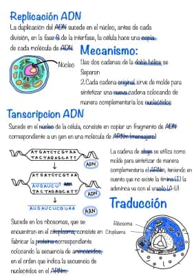 Know Duplicación ADN thumbnail