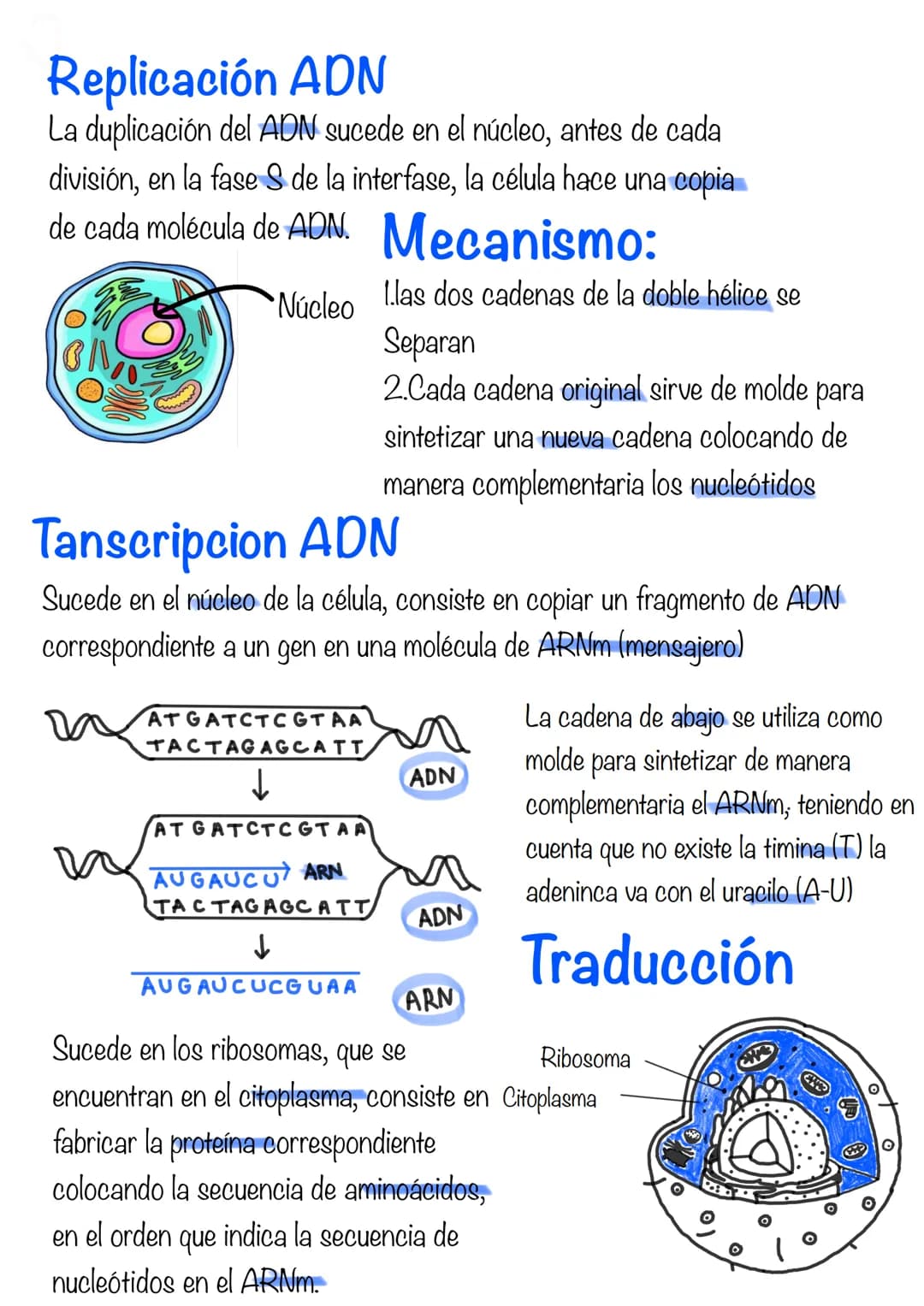 Replicación ADN
La duplicación del ADN sucede en el núcleo, antes de cada
división, en la fase S de la interfase, la célula hace una copia
d
