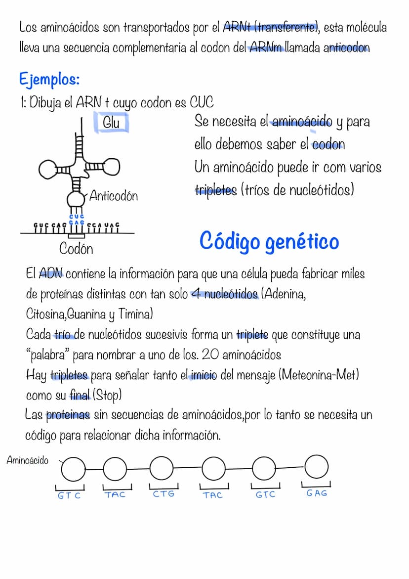 Replicación ADN
La duplicación del ADN sucede en el núcleo, antes de cada
división, en la fase S de la interfase, la célula hace una copia
d