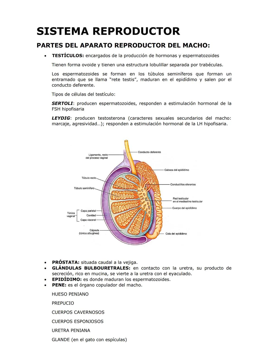 SISTEMA REPRODUCTOR
PARTES DEL APARATO REPRODUCTOR DEL MACHO:
TESTÍCULOS: encargados de la producción de hormonas y espermatozoides
Tienen f