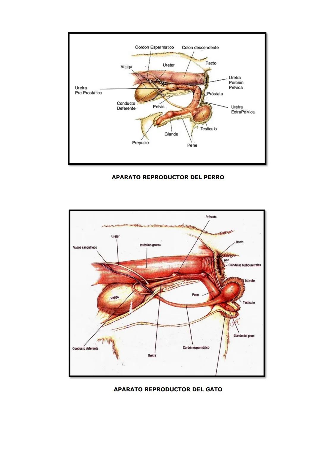 SISTEMA REPRODUCTOR
PARTES DEL APARATO REPRODUCTOR DEL MACHO:
TESTÍCULOS: encargados de la producción de hormonas y espermatozoides
Tienen f