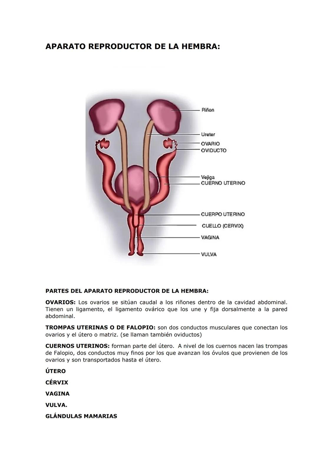 SISTEMA REPRODUCTOR
PARTES DEL APARATO REPRODUCTOR DEL MACHO:
TESTÍCULOS: encargados de la producción de hormonas y espermatozoides
Tienen f