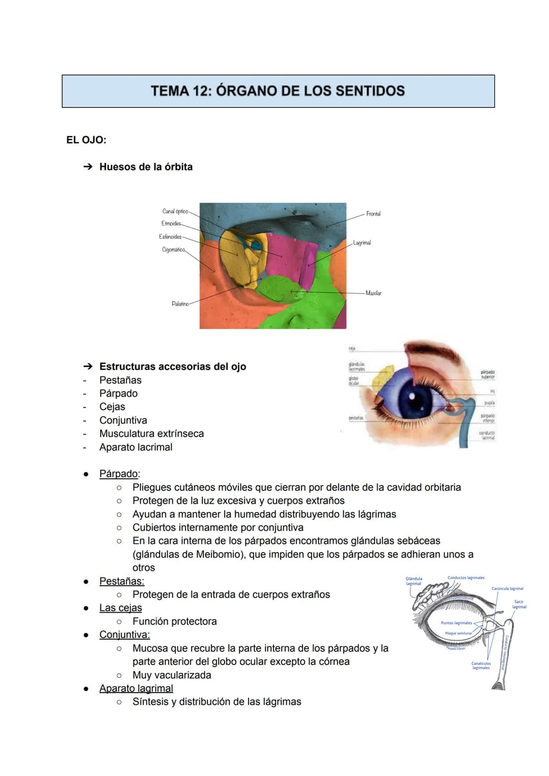 EL OJO:
TEMA 12: ÓRGANO DE LOS SENTIDOS
→ Huesos de la órbita
●
Canal optico
Etmoides
Esfenoides
Cigomático
Palatino-
→ Estructuras accesori