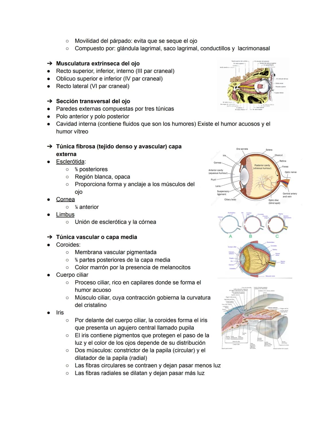 EL OJO:
TEMA 12: ÓRGANO DE LOS SENTIDOS
→ Huesos de la órbita
●
Canal optico
Etmoides
Esfenoides
Cigomático
Palatino-
→ Estructuras accesori
