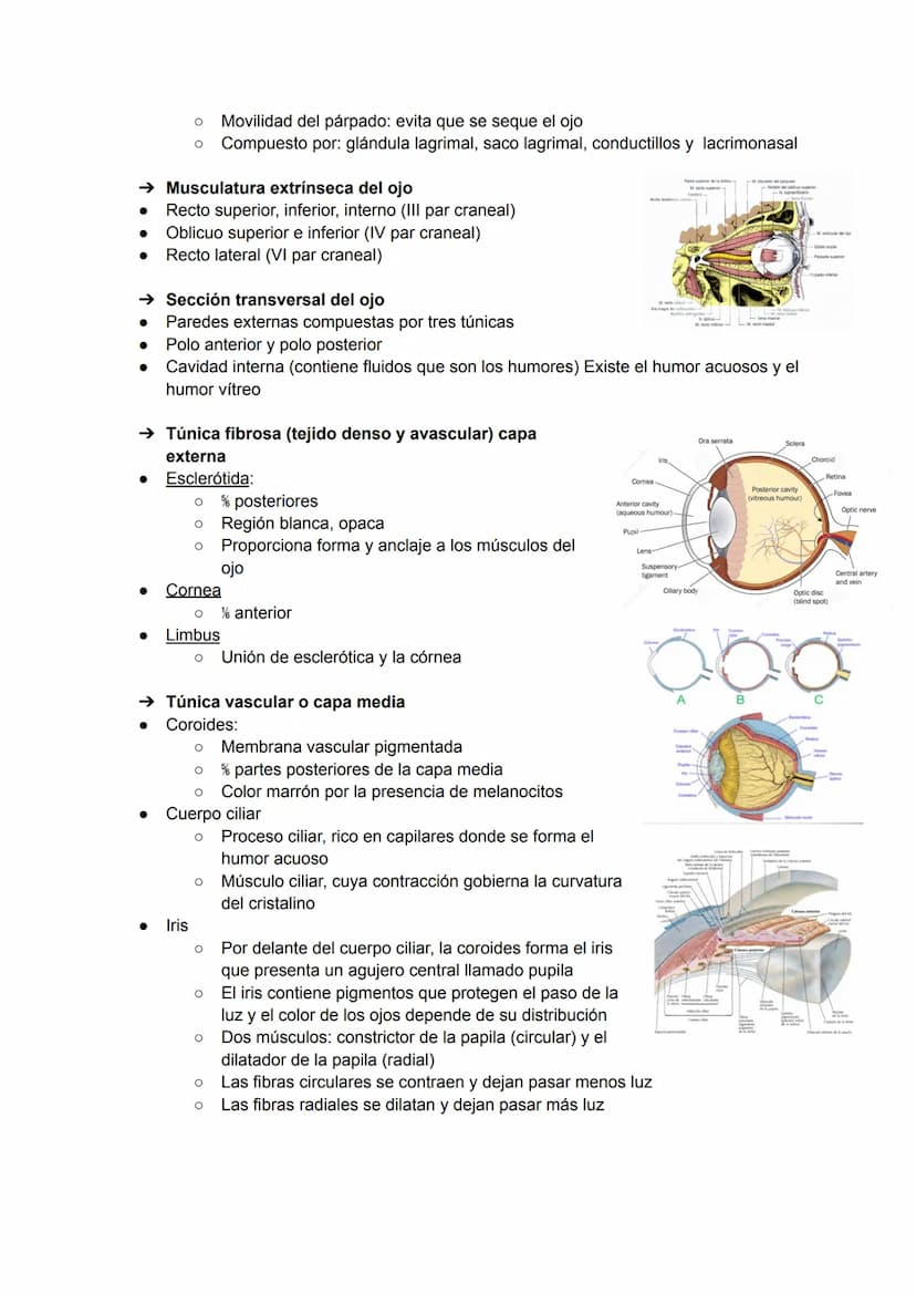 EL OJO:
TEMA 12: ÓRGANO DE LOS SENTIDOS
→ Huesos de la órbita
●
Canal optico
Etmoides
Esfenoides
Cigomático
Palatino-
→ Estructuras accesori