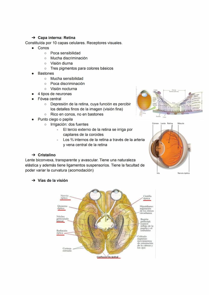 EL OJO:
TEMA 12: ÓRGANO DE LOS SENTIDOS
→ Huesos de la órbita
●
Canal optico
Etmoides
Esfenoides
Cigomático
Palatino-
→ Estructuras accesori