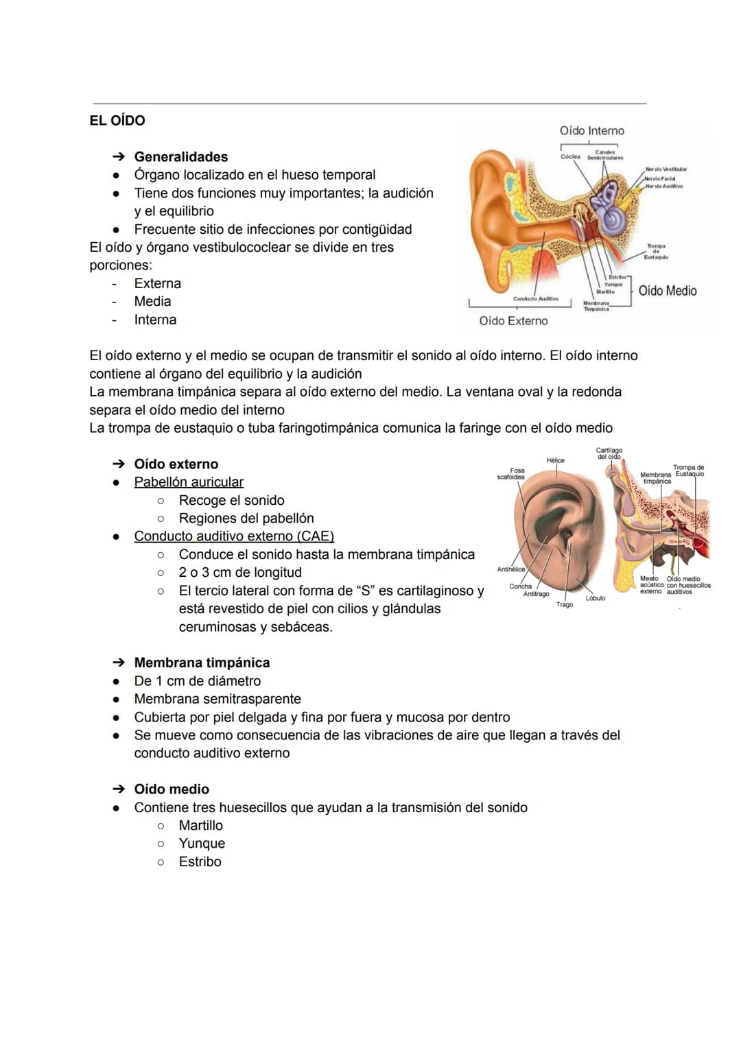 EL OJO:
TEMA 12: ÓRGANO DE LOS SENTIDOS
→ Huesos de la órbita
●
Canal optico
Etmoides
Esfenoides
Cigomático
Palatino-
→ Estructuras accesori